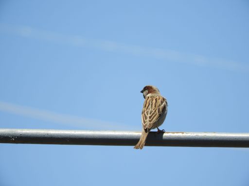 A common sparrow perched on an electric wire