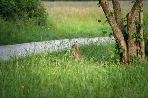 A cute hare in the grass by the path in a forest