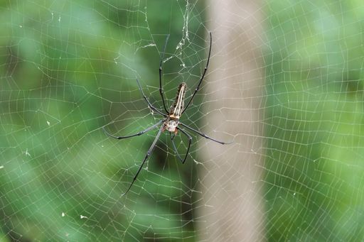 A closeup shot of the spider on its web in a blurred nature background