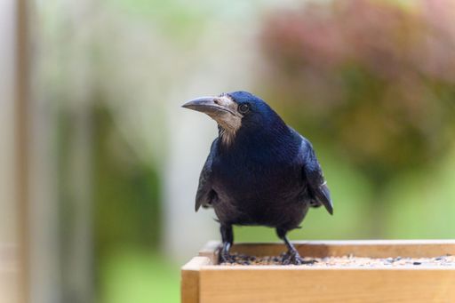 A Shallow focus of a black rook bird on a blurry background