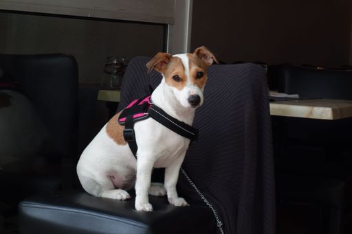 A closeup of a cute Jack Russell Terrier sitting on a chair at home
