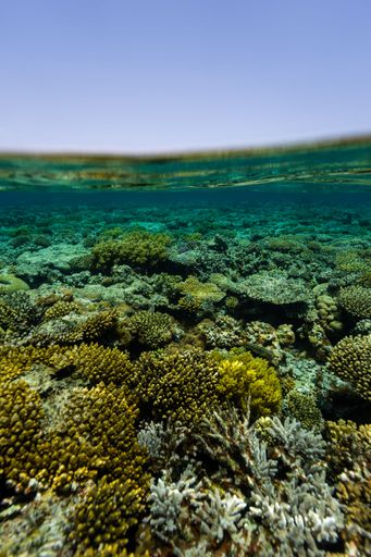 A vertical shot of exotic vegetation under the Red Sea in Geysum Island, Egypt