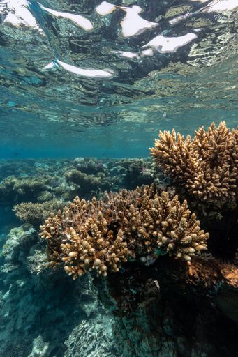 A vertical shot of exotic vegetation under the Red Sea in Geysum Island, Egypt