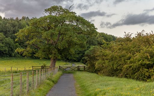 An asphalt path through the fenced lush green fields and trees in the countryside