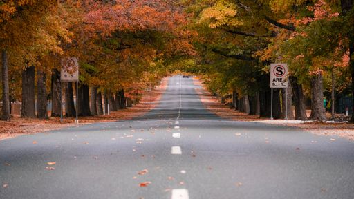 A low-angle shot of an empty road lined with colorful autumn trees - great for bacgrounds