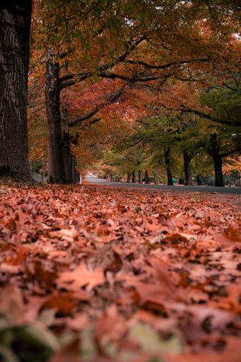 A low-angle shot of red autumn leaves on the ground in an empty park - great for wallpapers
