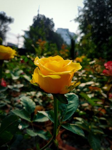 A closeup shot of a beautiful yellow rose blossoming in garden on blurred background