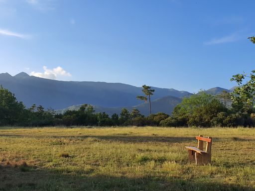 Large lawn with a wooden bench with maritime pines typical of the Mediterranean nature in Italy. Usable as a background for an architectural rendering