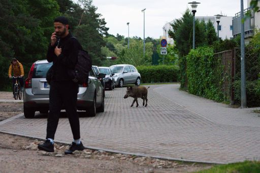 A wild bore walking and searching for food