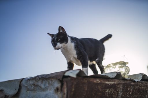 A low angle shot of a black and white stray cat standing on the edge of a wall on a sunny day