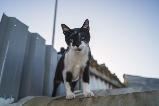 A low angle view of a black and white cat on a garage roof under a blue sky