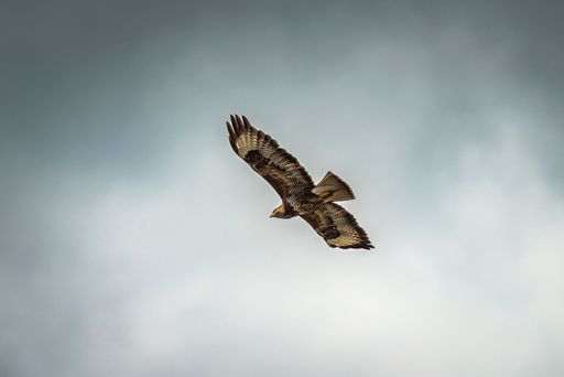 A buzzard searches for prey in flight.