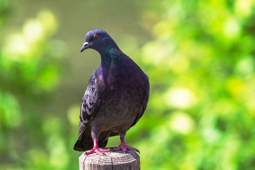 A closeup of a cute pigeon sitting on wood on a green blurred background