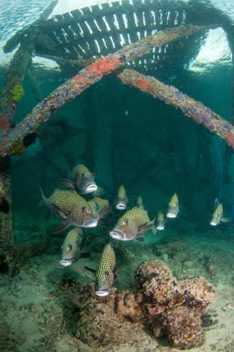 A vertical shot of Harlequin sweetlips fishes near a coral reef