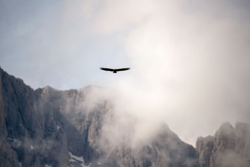 A bird with open wings soaring in the sky above foggy rocks