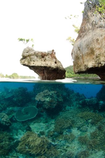 A vertical shot of a coral reef - perfect for wallpaper