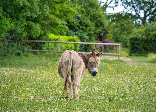 A view of a beautiful donkey in a field with green grass on a sunny day