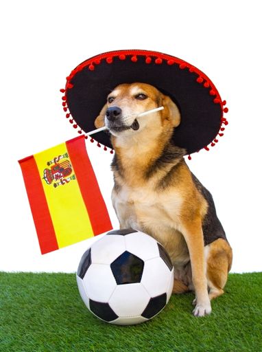 portrait of a dog with flamenco hat, spanish flag and soccer ball