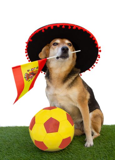 portrait of a dog with flamenco hat, spanish flag and soccer ball