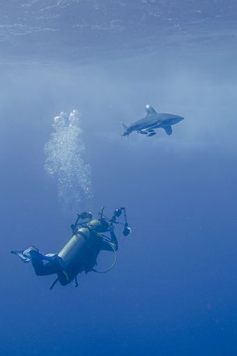 A vertical shot of a diver taking a picture of a shark under the sea