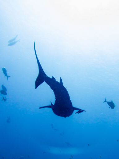 A vertical shot of a shark swimming in the Andaman Sea