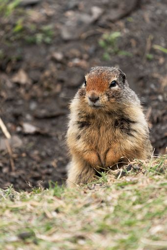 A vertical shot of a Gopher on a field against a blurry background