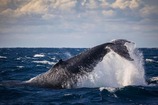 Humpback whale tail (peduncle) throw in choppy sea conditions