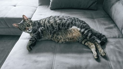 A closeup of a lazy striped cat laying on the grey coach