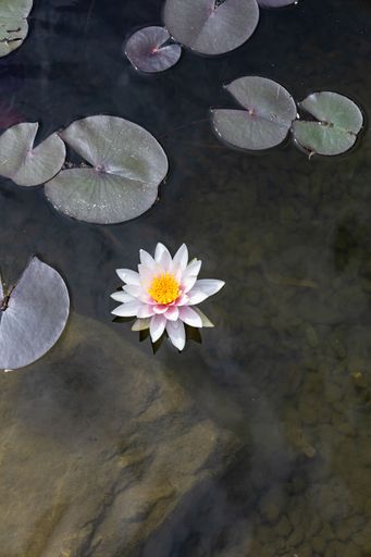 A closeup top shot of a white water lily on the water with leaves on the background