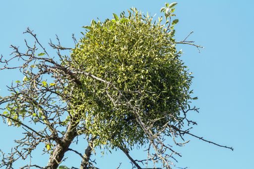 A low angle shot of a green tree on a blue sky background