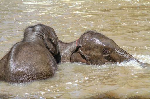 A closeup shot of baby elephants swimming in a pond