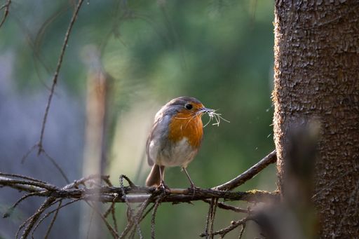 An European robin bird perching on tree twig with blur background