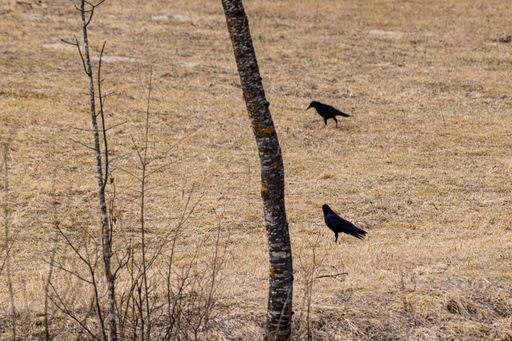 A pair of ravens standing on the field ground searching for food among yellow dry grass
