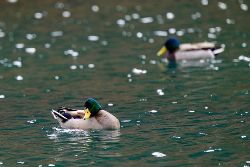 A selective focus shot of a male mallard duck swimming in the lake with blurred background