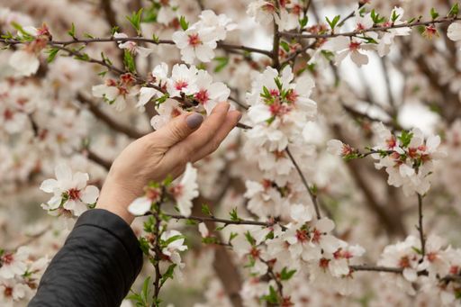 A closeup shot of a person's hand touching spring tree flowers