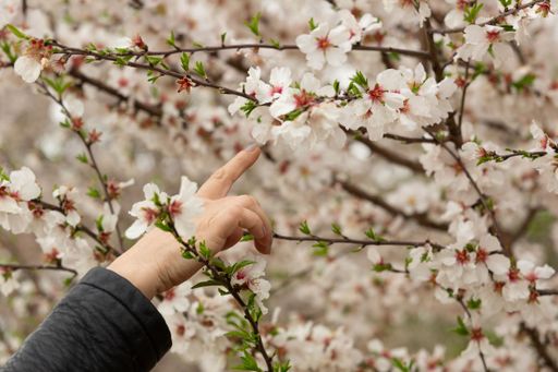 A closeup shot of a person's hand touching spring tree flowers