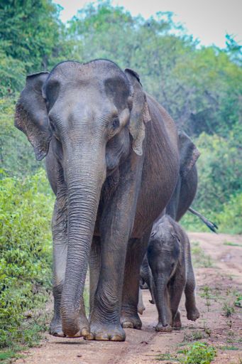 A vertical shot of an Elephant walking with its calf on a dirt road in the jungle