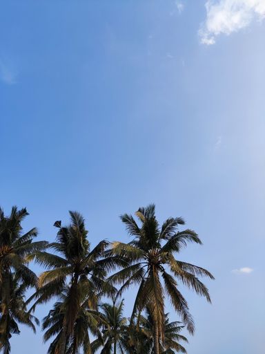 A low angle shot of palm trees against a blue sky on a sunny day