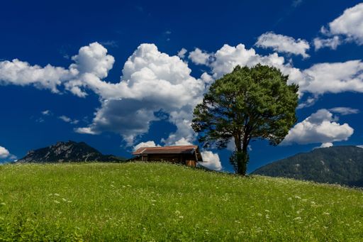 Scenic view of green landscape and a tree near a wooden house