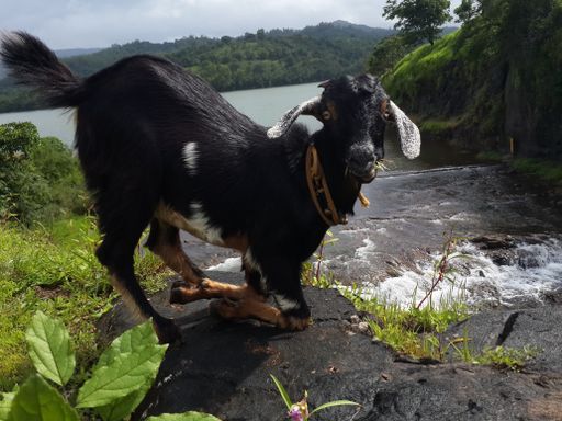 A selective focus shot of a black goat near a flowing river