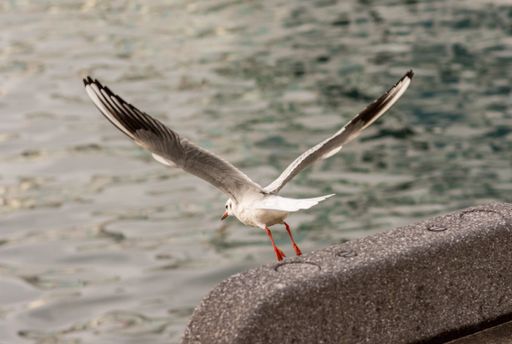 A closeup shot of a seagull flying from a stone towards water
