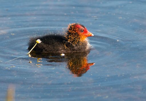 A closeup shot of a little Eurasian coot in the water