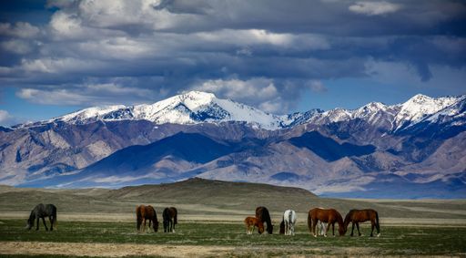 A group of wild horses grazing in Skull Valley, Utah with snowcap mountains in the background