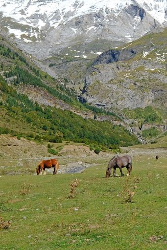 A vertical shot of cows grazing on the valley of La Larri in the National Park Ordesa Monte Perdido
