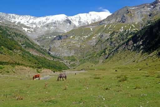 A pair of cows grazing on the valley of La Larri in the National Park Ordesa Monte Perdido
