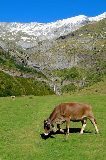 A vertical shot of a cow grazing on the valley of La Larri in the National Park Ordesa Monte Perdido