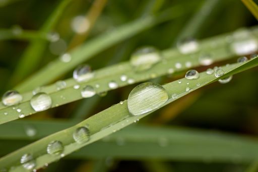 A closeup shot of rain droplets on green grass blades