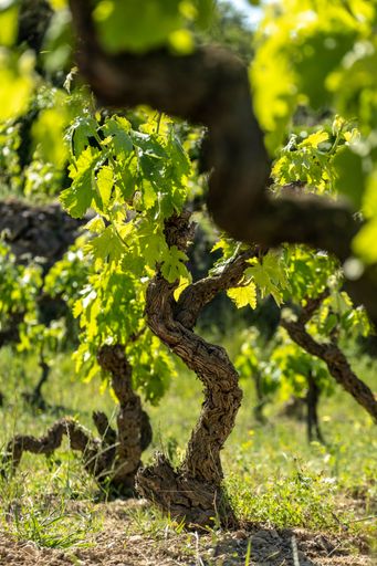 Vineyards in the spring in the Subirats wine region in the province of Barcelona