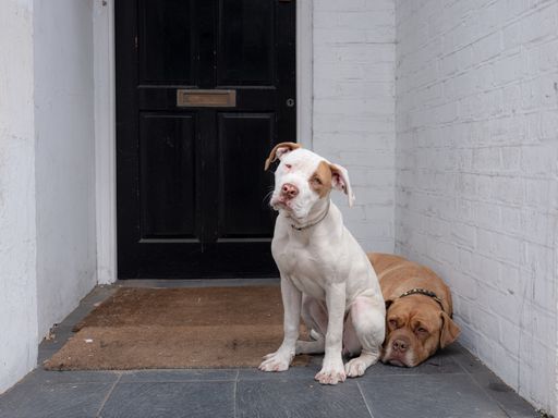 A horizontal shot of two cute white and brown Labrador Retriever sitting outside in front of a black door