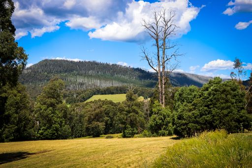 A beautiful view of a green landscape with trees in a forest and mountain under the blue cloudy sky